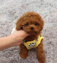 Puppies for sale , poodle toy  - Romania, Brasov