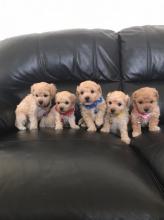 Puppies for sale , maltipoo   - Netherlands, Rotterdam