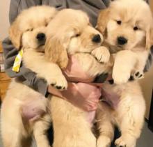 Puppies for sale golden retriever - Ireland, londonderry