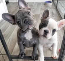 Puppies for sale french bulldog - Ireland, Cork