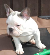 Puppies for sale french bulldog - Austria, Linz