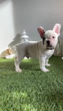 Puppies for sale french bulldog - Austria, Graz