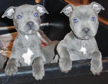 Puppies for sale staffordshire bull terrier - Germany, Munich