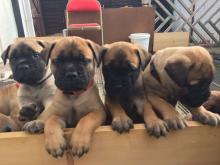 Puppies for sale english mastiff - France, Paris. Price 10 €