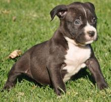 Puppies for sale other breed, pittbull - Cyprus, Limassol