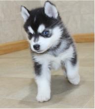 Puppies for sale , pomsky puppies - France, Paris