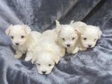 Puppies for sale maltese - Austria, Graz