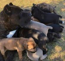 Puppies for sale , cane corso - Ireland, Dublin