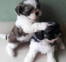 Puppies for sale shih tzu - Ireland, Cork