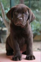 Puppies for sale labrador - Ireland, Dublin