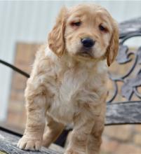 Puppies for sale golden retriever - Portugal, Almeida