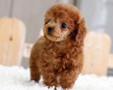 Puppies for sale toy-poodle - Hungary, Budapest
