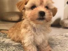 Puppies for sale , maltipoo   - Sweden, Goteborg