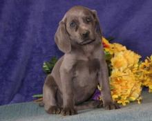 Puppies for sale weimaraner - Cyprus, Ayia Napa