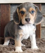 Puppies for sale beagle - Ireland, youghal