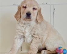 Puppies for sale golden retriever - Portugal, Almada