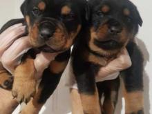 Puppies for sale rottweiler - Bulgaria, Dobrich