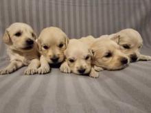 Puppies for sale golden retriever - Ireland, Cork. Price 12 €