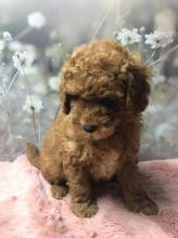 Puppies for sale toy-poodle - Czech Republic, 