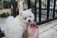 Puppies for sale pomeranian spitz - Germany, Frankfurt