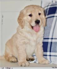 Puppies for sale golden retriever - Portugal, Port