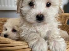 Puppies for sale , maltipoo   - Ireland, Dublin. Price 10 €