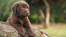 Puppies for sale labrador - Netherlands, Eindhoven