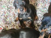 Puppies for sale doberman - Austria, Vienna. Price 11 €