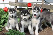 Puppies for sale , pomsky - Canada, Alberta, Calgary