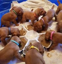 Puppies for sale , vizsla - Ireland, Cork