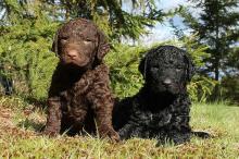 Puppies for sale curly-coated retriever - Greece, Athens