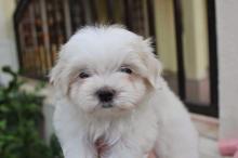 Puppies for sale maltese - Austria, Graz