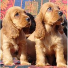 Puppies for sale cocker spaniel - Estonia, Tartu