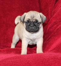 Puppies for sale pug - Netherlands, Amsterdam