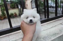 Puppies for sale pomeranian spitz - Germany, Gelsenkirchen