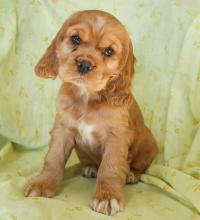 Puppies for sale cocker spaniel - Belgium, Charleroi