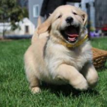 Puppies for sale golden retriever - Romania, Constanta