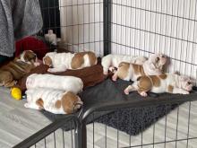 Puppies for sale english bulldog - Netherlands, The Hague. Price 11 €