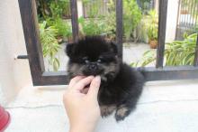 Puppies for sale pomeranian spitz - Germany, Giessen