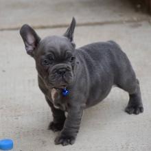 Puppies for sale , french bulldog puppies - Greece, Piraeus