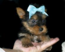 Puppies for sale yorkshire terrier - Spain, Merida