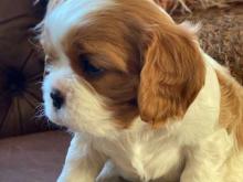 Puppies for sale king charles spaniel - Slovakia, Brno