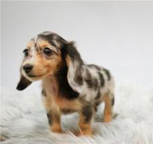 Продам щенка dachshund - Greece, Athens
