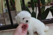 Puppies for sale maltese - Austria, Graz