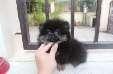 Puppies for sale pomeranian spitz - Germany, Karlstadt