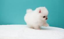 Puppies for sale pomeranian spitz - Germany, Magdeburg