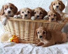 Puppies for sale cocker spaniel - Luxembourg, Luxembourg