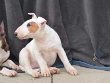 Puppies for sale bull terrier - Ireland, Dublin