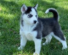 Puppies for sale , siberian husky - Spain, Barcelona