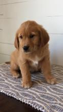 Puppies for sale golden retriever - Azerbaijan, Lankaran